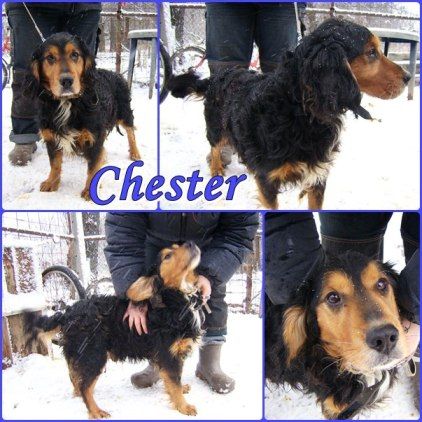 chester_k..jpg