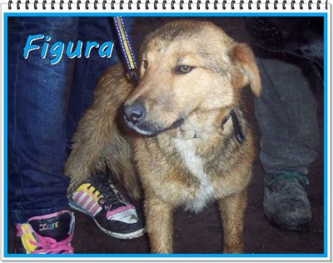 figura_k..jpg