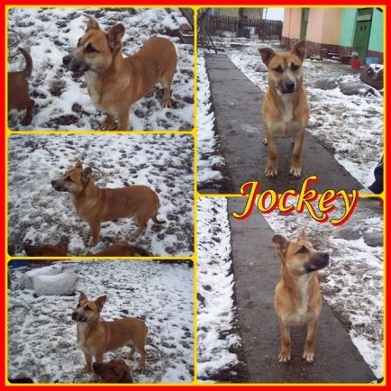jockey_k..jpg