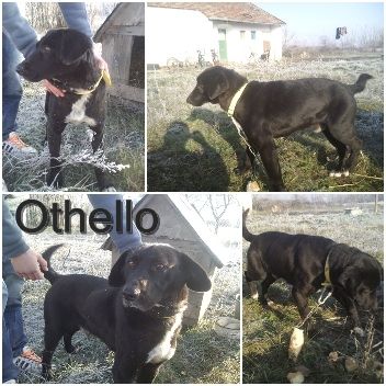 othello_k..jpg